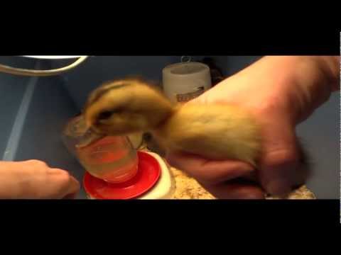 how to sex goslings how to sex goslings