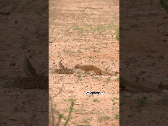 snake vs  mongoos #animals #worldwildlifeday #wildpredator #wildlife #wildlifeentertainment #snake