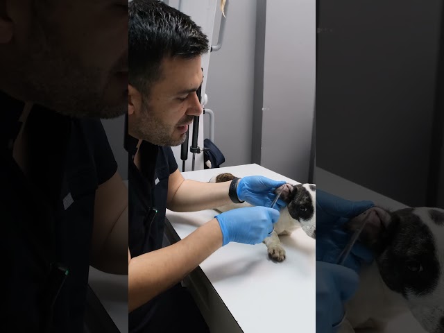 Kene yapışırsa aman dikkat