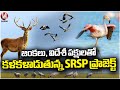Ground Report: Deers & Migrant Birds Wandering At SRSP Backwater Area | V6 News