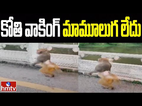 Monkey walks on hind legs, video goes viral