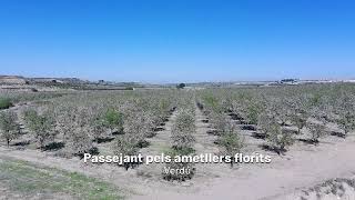 Ametllers florits a Verdú