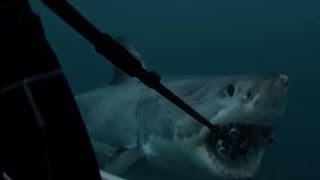 サメにカメラを噛まれる