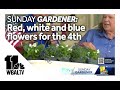 Sunday Gardener: Red, white, and blue plants to celebrate the Holiday