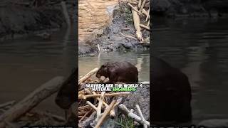 The Vital Role of Beavers in Ecosystems: Building Dams and Shaping Habitats