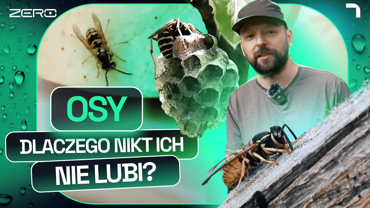 OSY - DRAPIEŻNIKI, BEZ KTÓRYCH TRUDNO BYŁOBY NAM ŻYĆ | GATUNEK ZERO #29