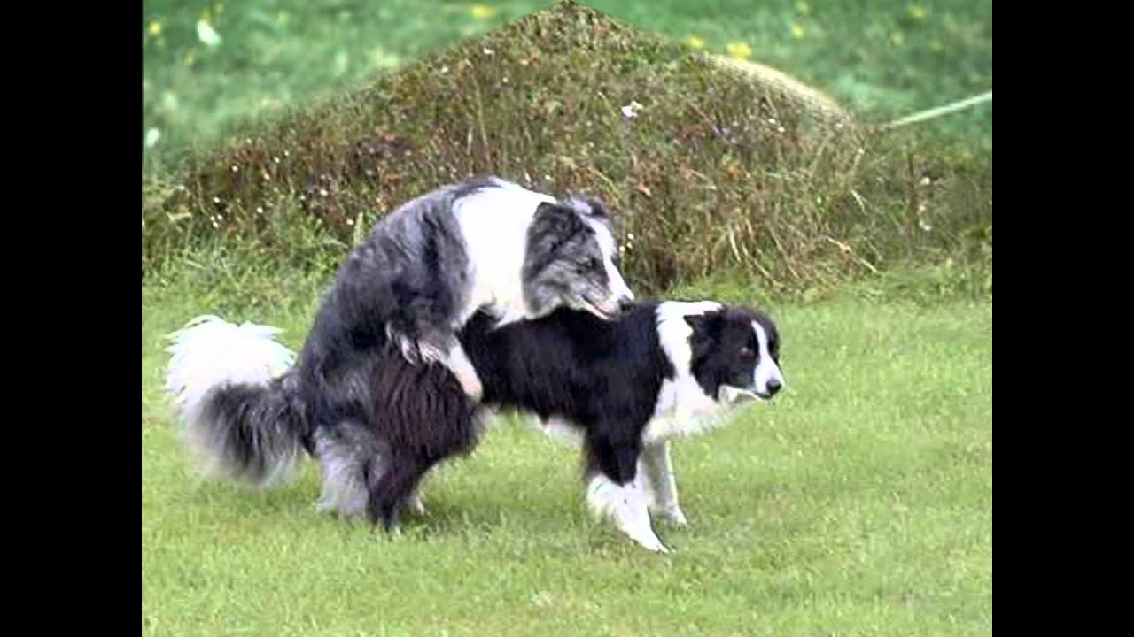 Real doggy style porn Real doggy style porn