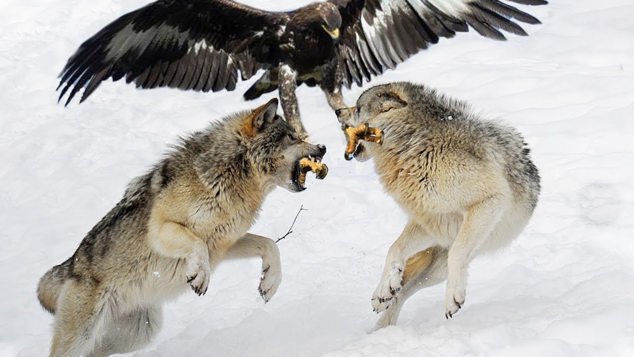 Найти друзей орел. Орел против волка. Беркут и волк. Орел охотится на волка.