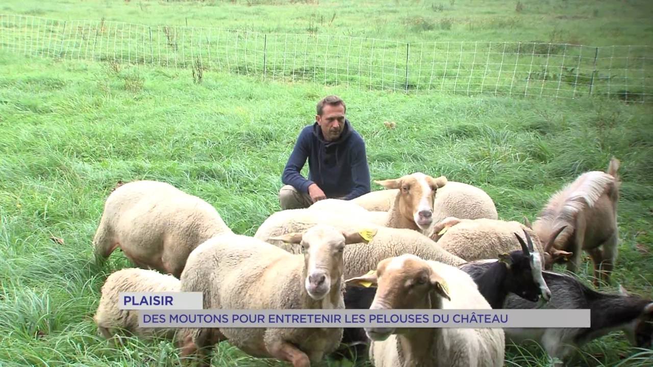 Plaisir : des moutons pour entretenir les pelouses du château