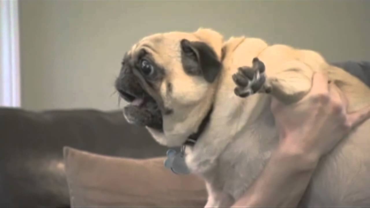 FUNNY Pug dogs - YouTube