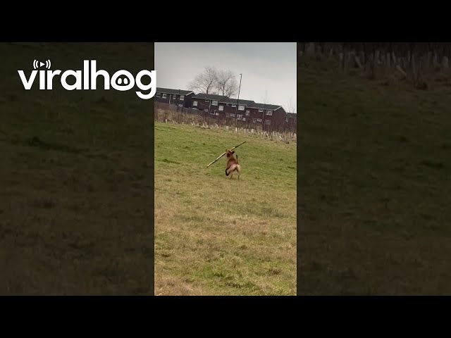 Romping Dog Has Solo Stick Scuffle || ViralHog