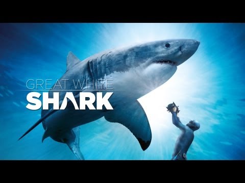 Great White Shark'