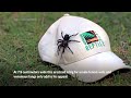 Largest male specimen of world’s most venomous spider found in Australia  - 01:06 min - News - Video