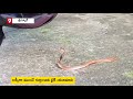 Snake hides inside helmet, shocking video