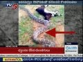 Farmers kill dangerous Python  in Yadadri