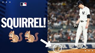 SQUIRREL on the field at Yankee Stadium! 🐿️