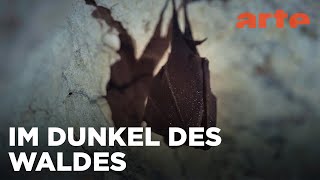 Fledermäuse, die Wächterinnen des Waldes | Wilde Welten | ARTE Family
