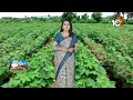 వరి, పత్తి పంటల్లో సస్యరక్షణ చర్యలు | Paddy and Cotton Crop | matti Manishi | 10tv News  - 07:11 min - News - Video