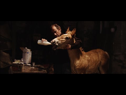 Pom, le poulain'