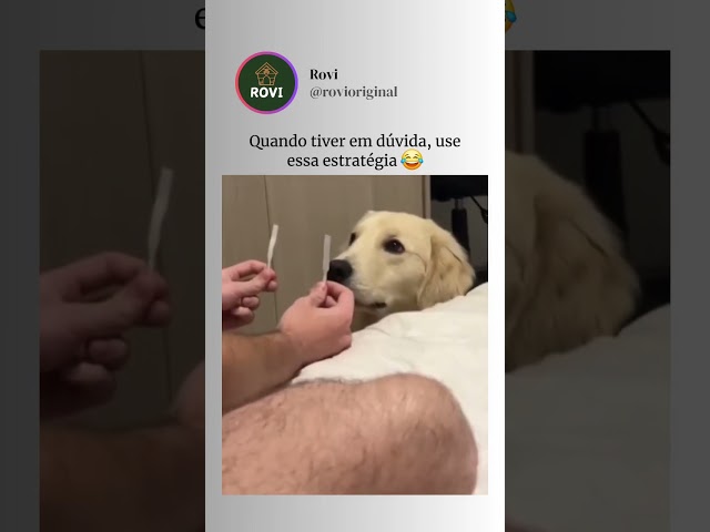 Dica das boas #pets #explorar #viral #shorts #fyp