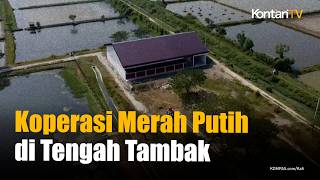 Viral! Koperasi Desa Merah Putih Berdiri di Tengah Tambak, Warga Pertanyakan Lokasinya