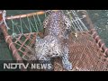 Drowning leopard used a power cable to stay afloat