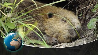 The Beavers are back - Busy river monsters at work