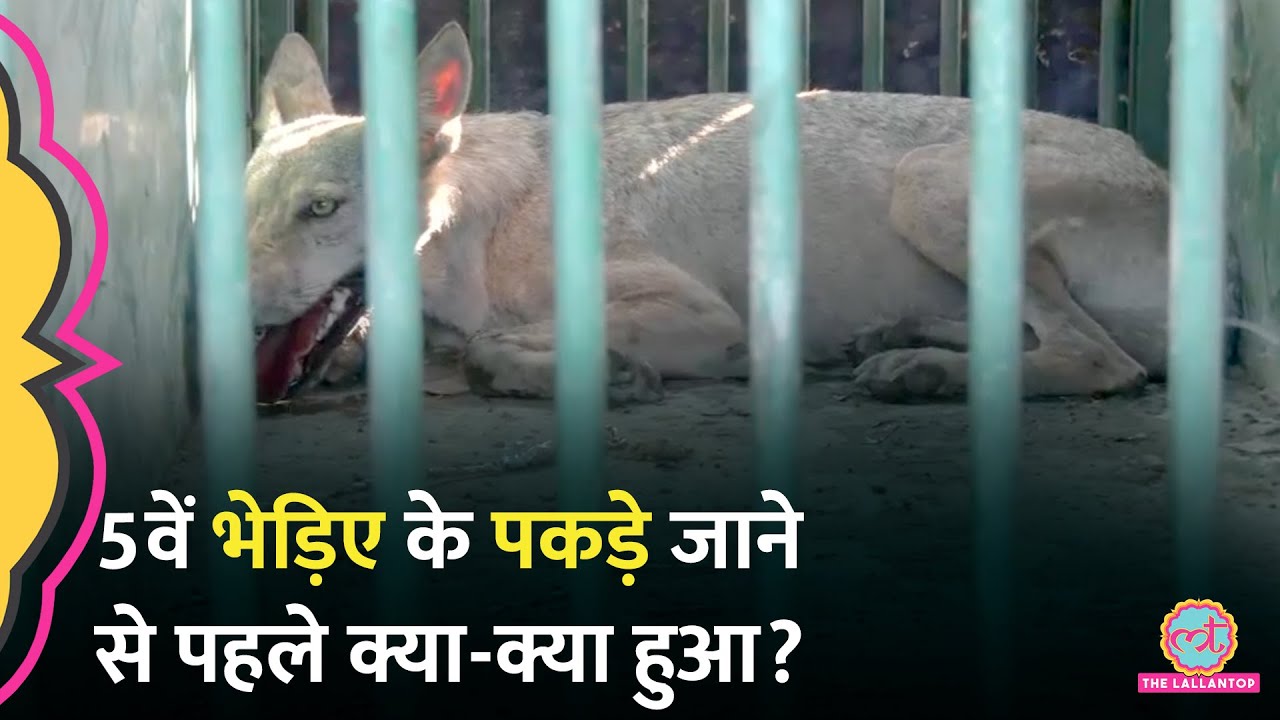 ताकत नहीं, दिमाग काम आया, एक तरकीब ने पांचवें भेड़िए को पकड़वाया। Bahraich Man Eater Wolf