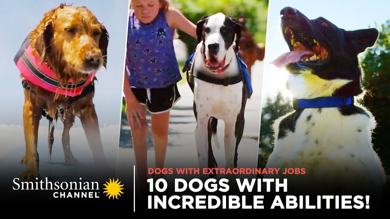 10 Dogs w/ Incredible Abilities! 🐶 Dogs With Extraordinary Jobs | Smithsonian Channel