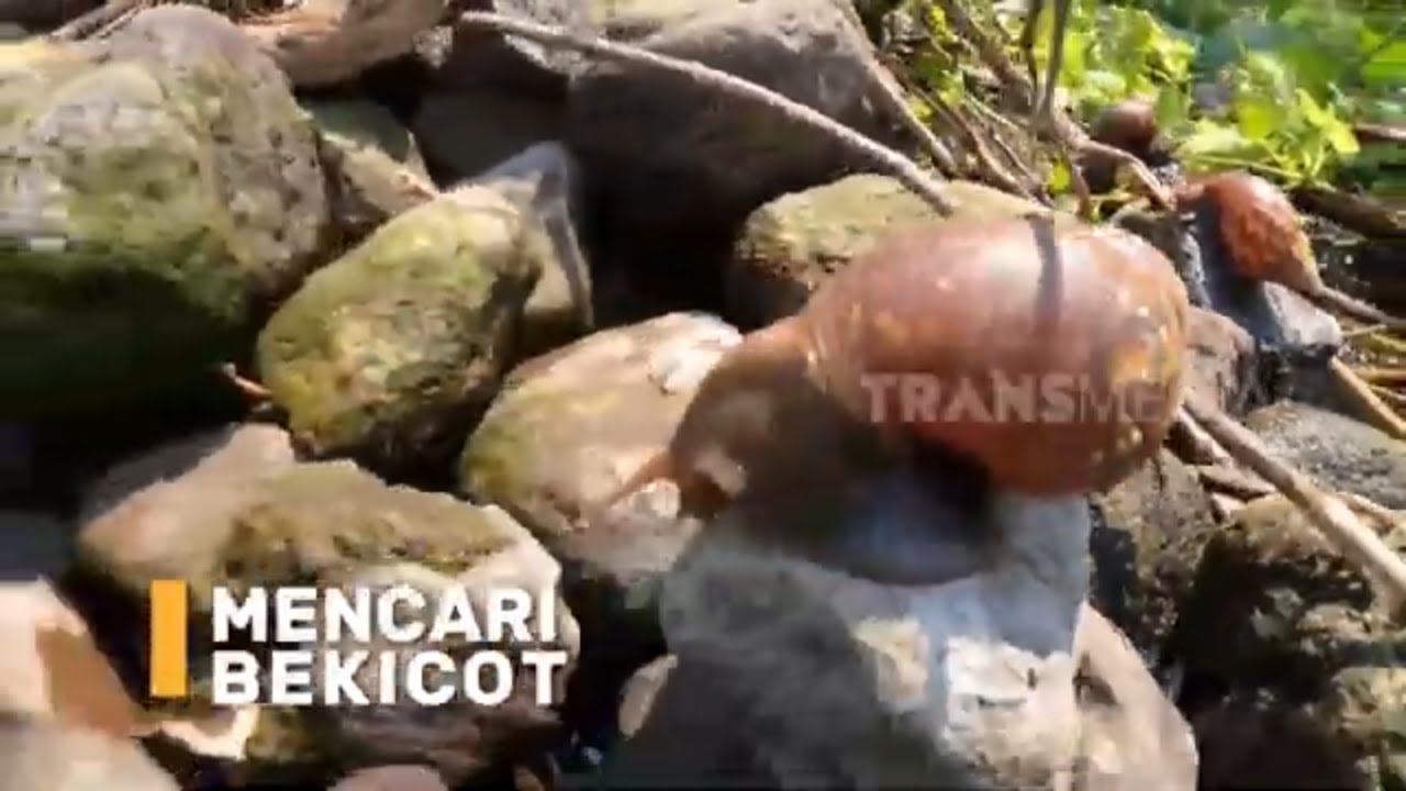 Mencari Bekicot Bareng Bolang | SI BOLANG (14/05/24)