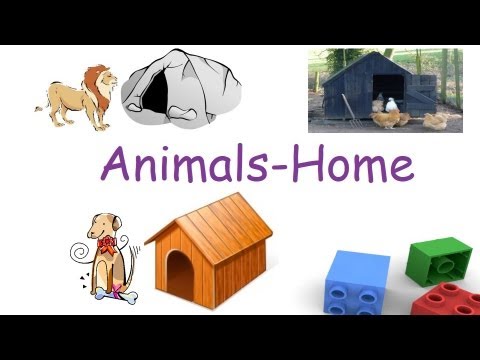 pets and animal