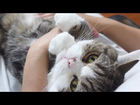 お腹マッサージされるねこ Maru S Belly Massage まとめちゅーぶ