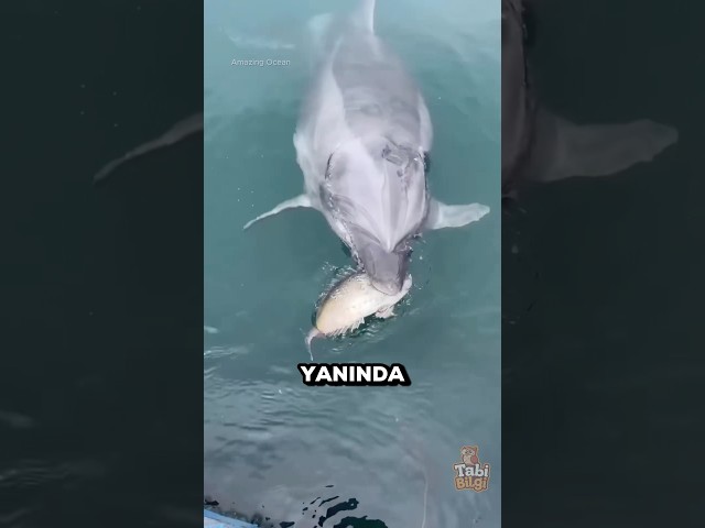 Bu Yunus Eşini Kurtarmak İçin Özel Bir Hediye Getirdi ❤️🥹