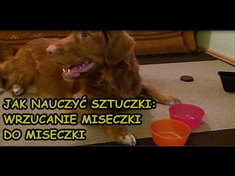 Jak nauczyć psa sztuczki z wrzucaniem miseczki do miseczki
