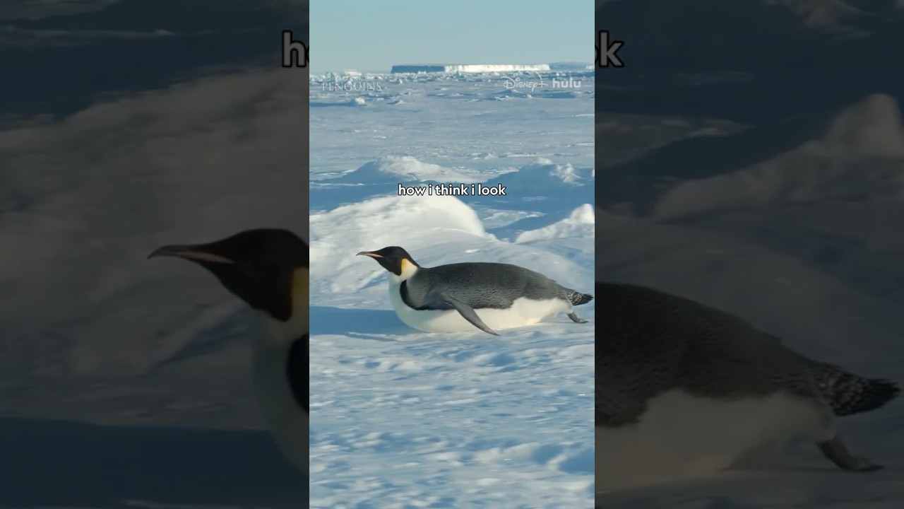 As long as you look like a penguin, that's all that matters. #SecretsOfThePenguins