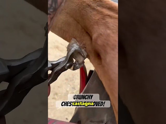 Perché i cavalli hanno questa cosa sulle zampe 😱