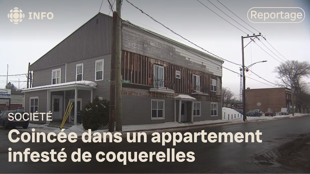 Invasion de coquerelles à Trois-Rivières : le calvaire des locataires d’un immeuble infesté