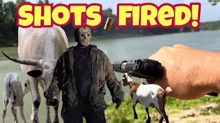 Shots Fired! Predator Spooks Our Longhorns