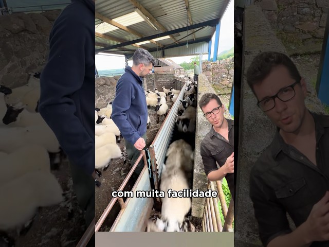 Por que ele tá separando as ovelhas? 🤔