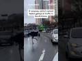 Runaway ostrich causes traffic chaos in South Korea