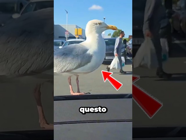 Non sottovalutare mai un gabbiano affamato 😂