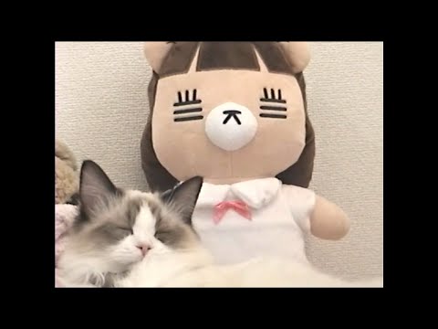 コレサワ「この恋はスクープされない」【Music Video Making】