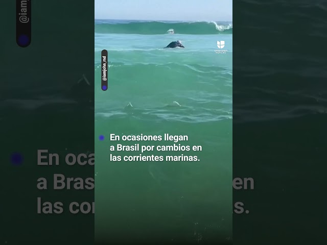 Graban a un pingüino nadando en una playa de Río de Janeiro en Brasil