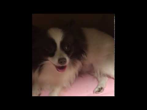 愛犬の初めての出産で•••