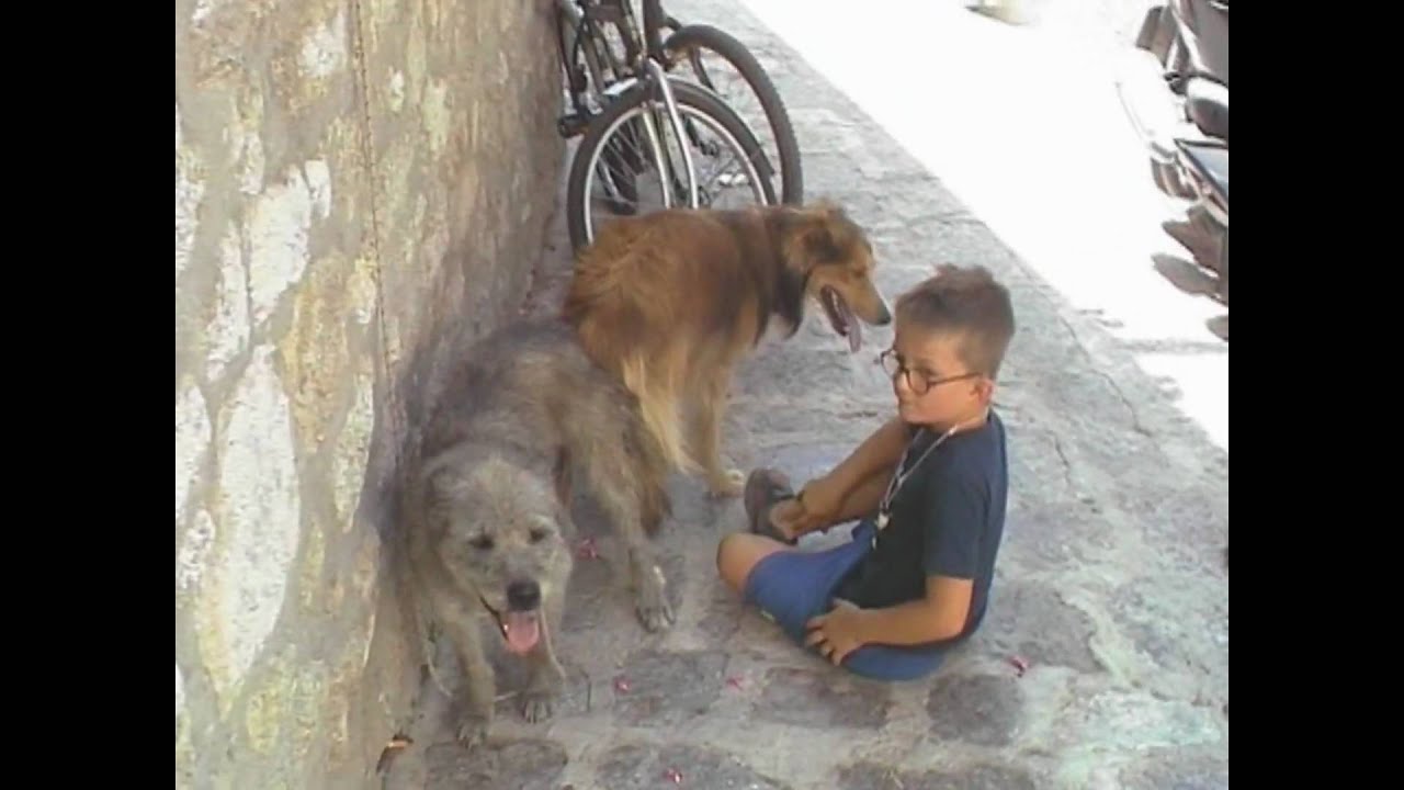 Kind Stört Hunde Bei Der Paarung Youtube