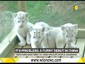 Rare quintuplets snow tigers in Chinese zoo