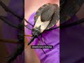 How to diagnosis and treat ‘kissing bug’ disease  - 02:37 min - News - Video