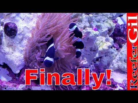 Upload mp3 to YouTube and audio cutter for How To Get Clownfish To Host Anemone download from Youtube