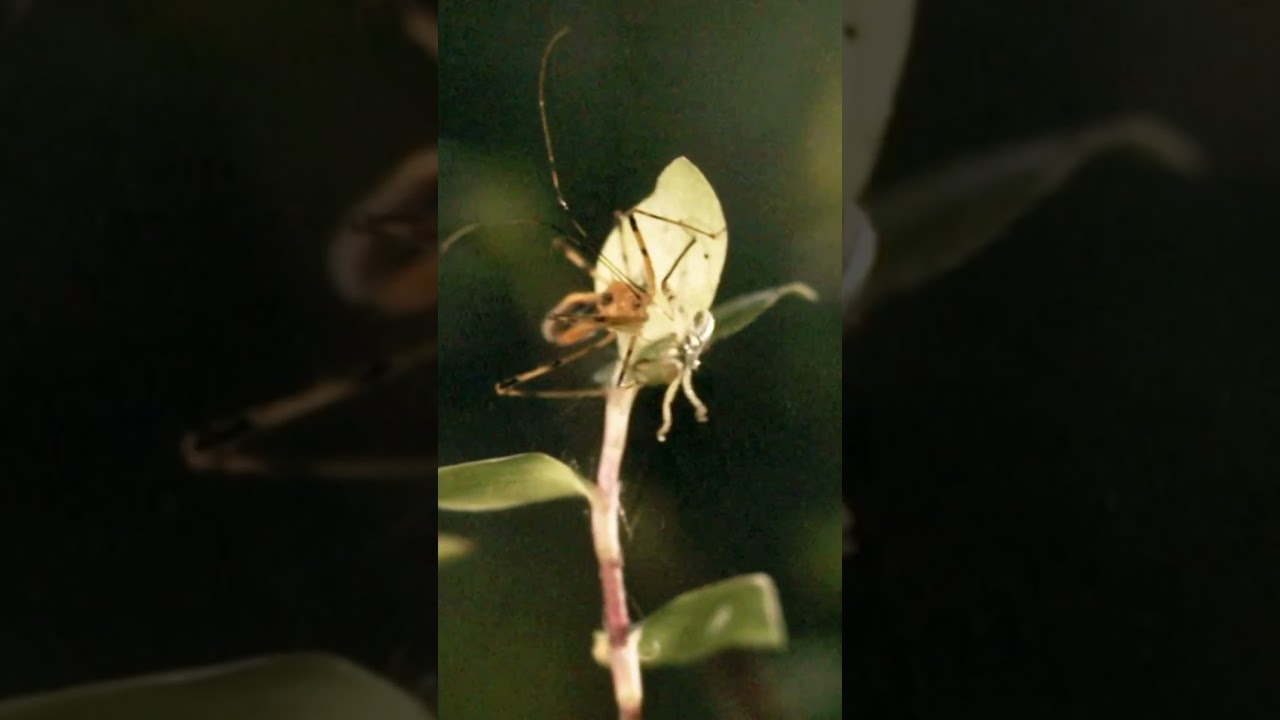 Nature's Kung Fu Fighter DECIMATES Rival #monsterbugwars #wildlife #shorts