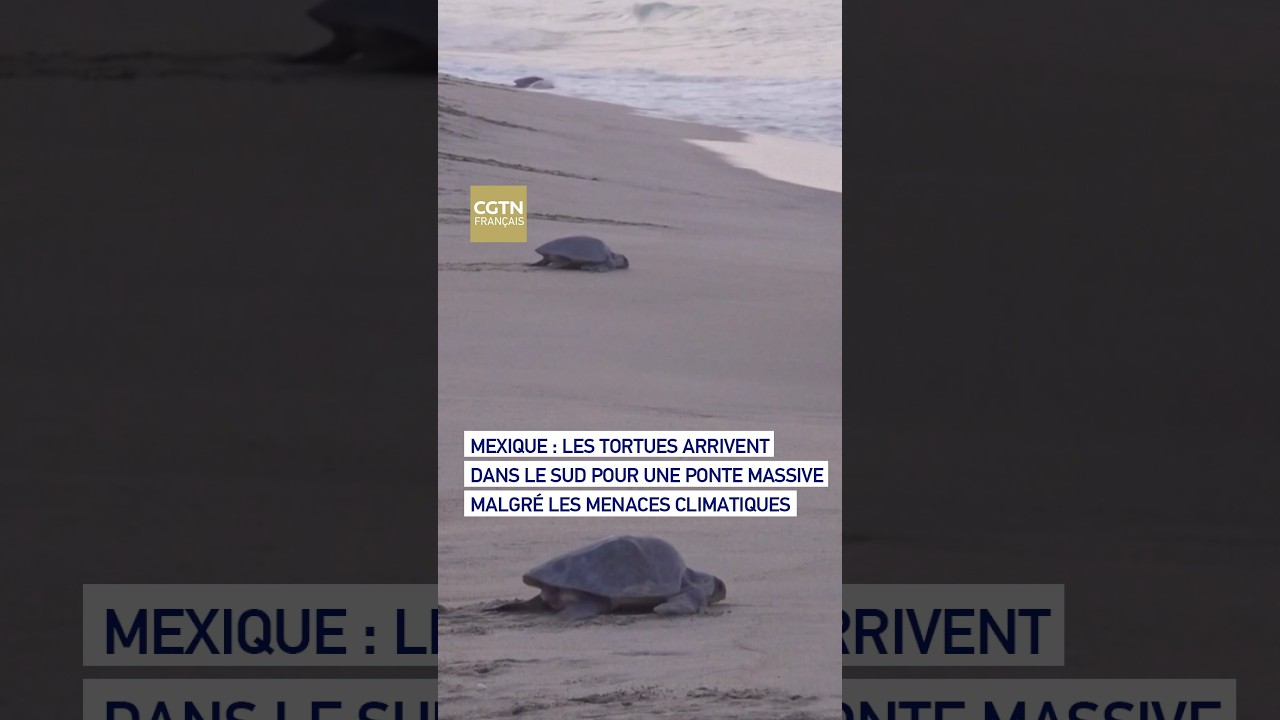 Mexique : les tortues arrivent dans le sud pour une ponte massive malgré les menaces climatiques